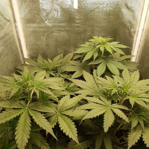 Green Crack growlog timeline photo