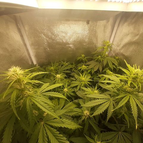 Green Crack growlog timeline photo