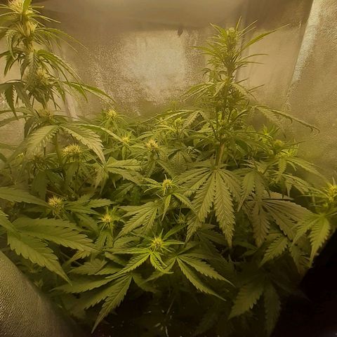 Green Crack growlog timeline photo