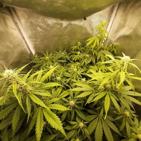 Green Crack growlog timeline photo