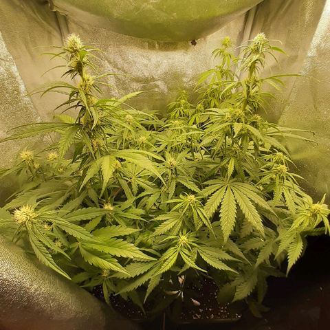 Green Crack growlog timeline photo