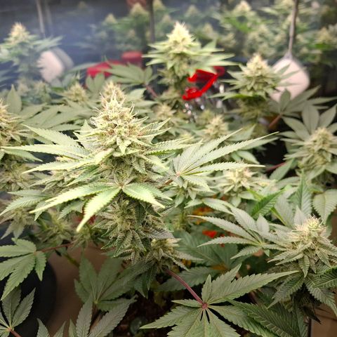 Runtz (Zamnesia) growlog timeline photo