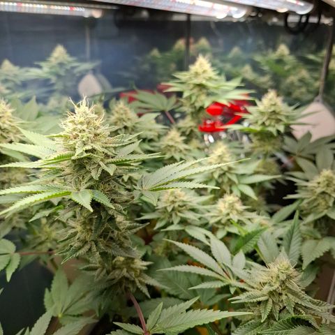 Runtz (Zamnesia) growlog timeline photo