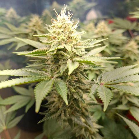Runtz (Zamnesia) growlog timeline photo