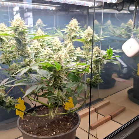 Runtz (Zamnesia) growlog timeline photo