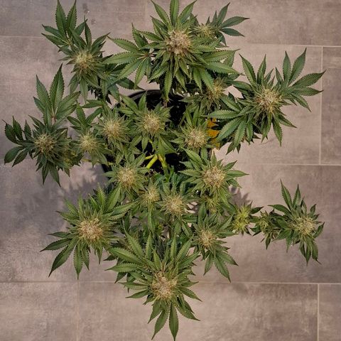 Runtz (Zamnesia) growlog photo: Nach Spülen und Entlauben