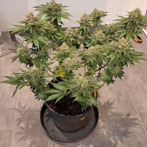 Runtz (Zamnesia) growlog photo: Nach Spülen und Entlauben