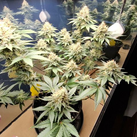 Runtz (Zamnesia) growlog photo: Nach Spülen und Entlauben