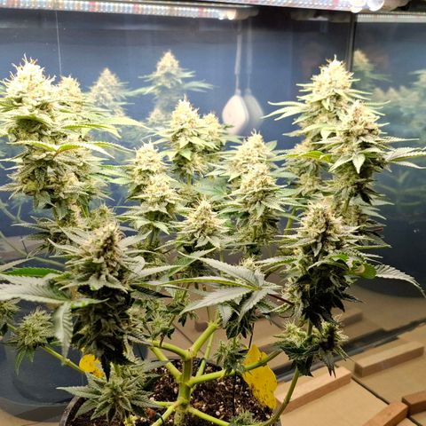 Runtz (Zamnesia) growlog photo: Nach Spülen und Entlauben