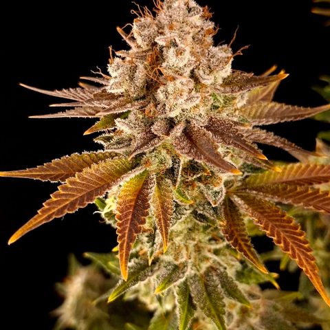 Runtz (Zamnesia) growlog timeline photo