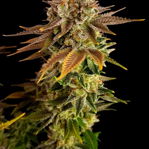 Runtz (Zamnesia) growlog timeline photo