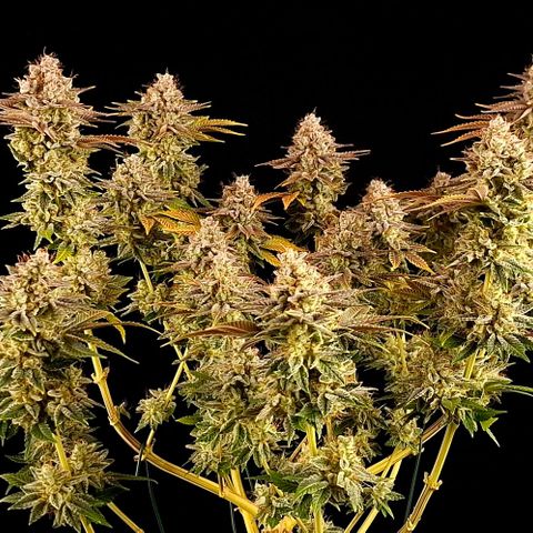 Runtz (Zamnesia) growlog timeline photo