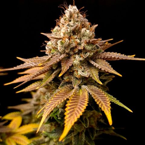 Runtz (Zamnesia) growlog timeline photo