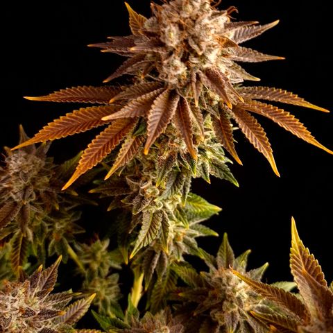Runtz (Zamnesia) growlog timeline photo