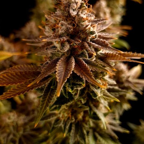 Runtz (Zamnesia) growlog timeline photo