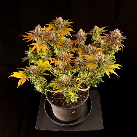 Runtz (Zamnesia) growlog timeline photo