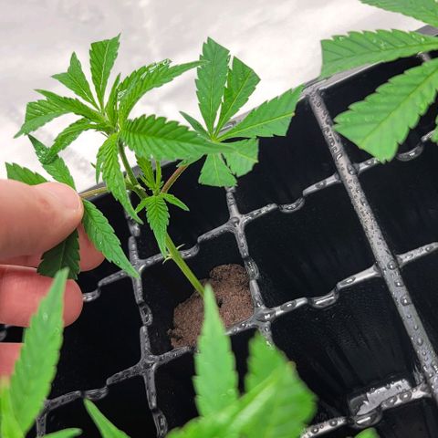 April growlog photo