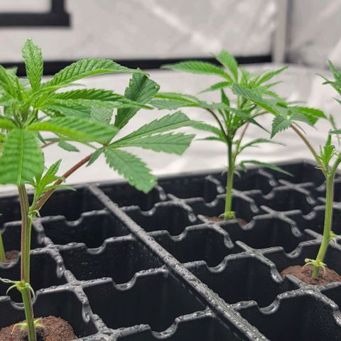 April growlog photo