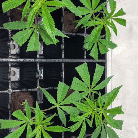 April growlog photo
