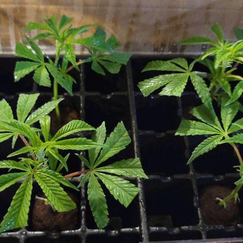April growlog photo