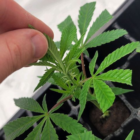 April growlog photo