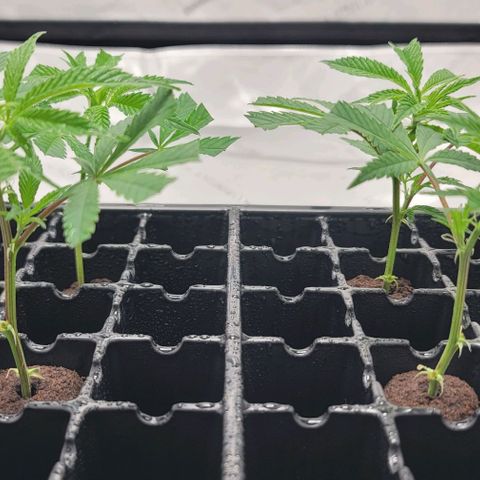 April growlog timeline photo