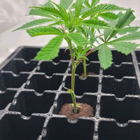 April growlog timeline photo