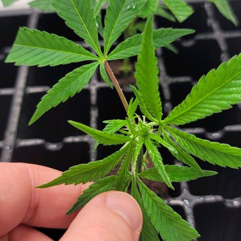 April growlog timeline photo