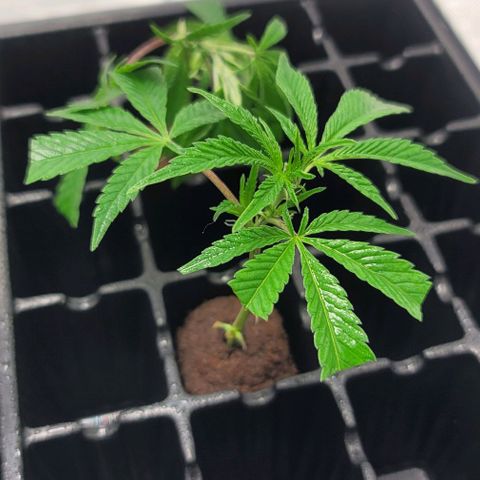 April growlog timeline photo