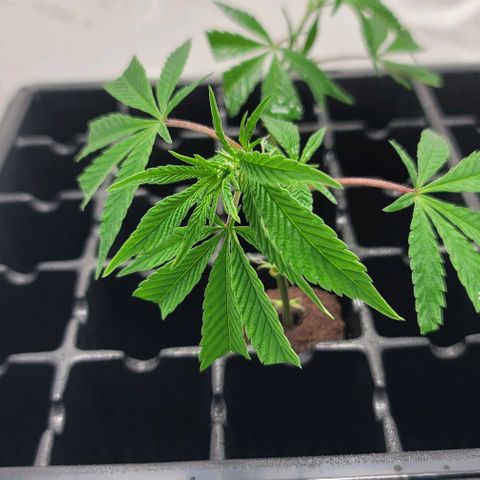 April growlog timeline photo