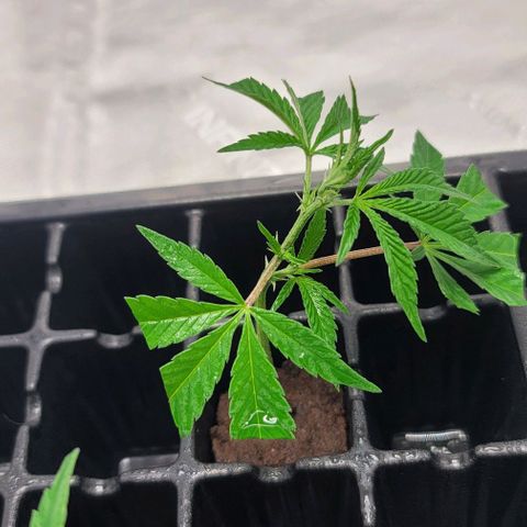April growlog timeline photo