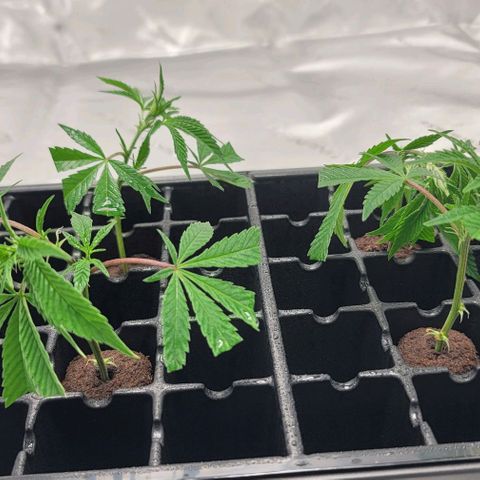April growlog timeline photo