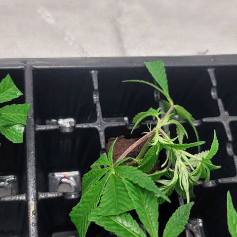 April growlog timeline photo