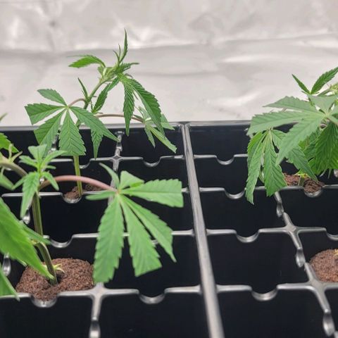 April growlog timeline photo