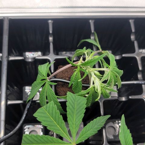 April growlog timeline photo
