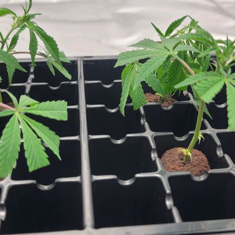 April growlog timeline photo