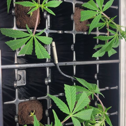 April growlog timeline photo