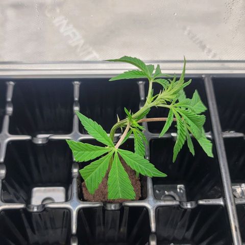 April growlog timeline photo