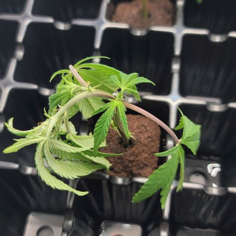 April growlog timeline photo