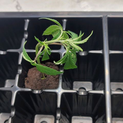 April growlog timeline photo