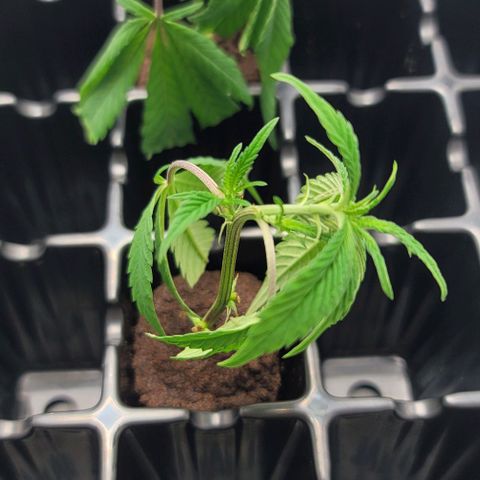 April growlog timeline photo
