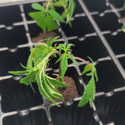 April growlog timeline photo