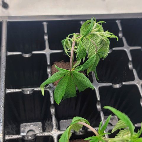 April growlog timeline photo