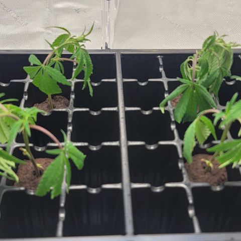 April growlog timeline photo