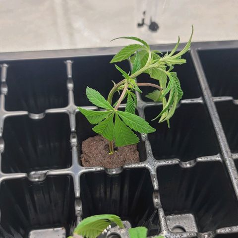 April growlog timeline photo
