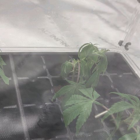 April growlog timeline photo