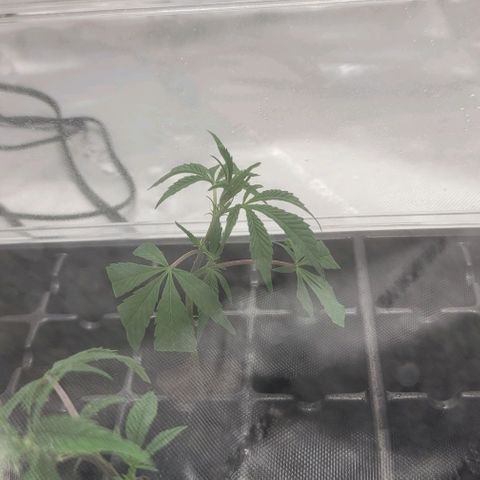 April growlog timeline photo