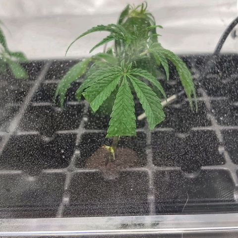 April growlog timeline photo