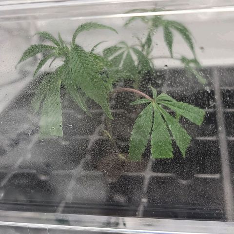April growlog timeline photo