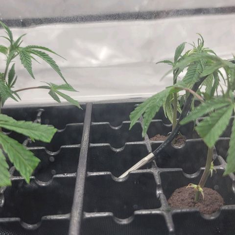 April growlog timeline photo